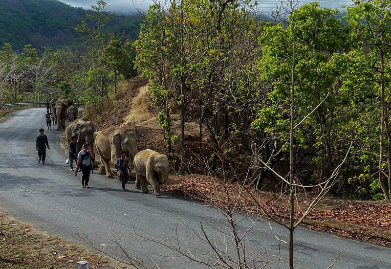 A herd of 11 elephants walk along a paved road during a 150-kilometre  journey from Mae Wang to Ban Huay in northern Thailand. Save Elephant Foundation are helping elephants who have lost their jobs at sanctuary parks due to the lack of tourists from the coronavirus pandemic to return home to their natural habitats.  AP