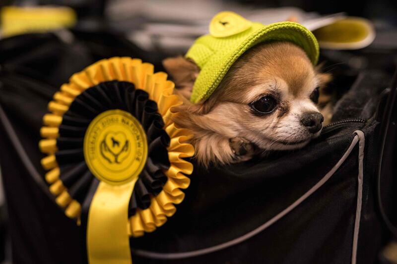 A Long-haired Chihuahua dog wearing a hat is carried in a basket on the second day of the Crufts dog show. AFP