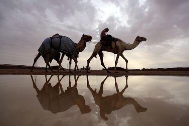 Racing camels are seen on their way to a training session following a raining day in Al-Ain near the United Arab Emirates-Oman border on March 24, 2017. (Photo by KARIM SAHIB / AFP)