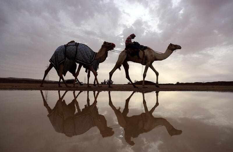 Racing camels are seen on their way to a training session following a raining day in Al-Ain near the United Arab Emirates-Oman border on March 24, 2017. (Photo by KARIM SAHIB / AFP)