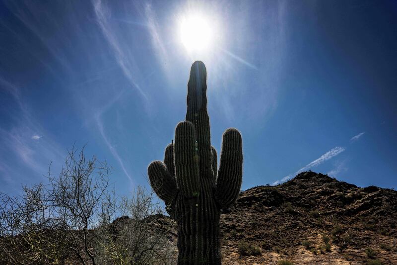 The sun shines through a hardy saguaro cactus in Phoenix, Arizona, on Friday June 7. Millions of people in the US remain under heat alerts as temperature records are beaten in Phoenix and Las Vegas, Nevada. The temperature in Phoenix reached 45°C on June 6. AFP