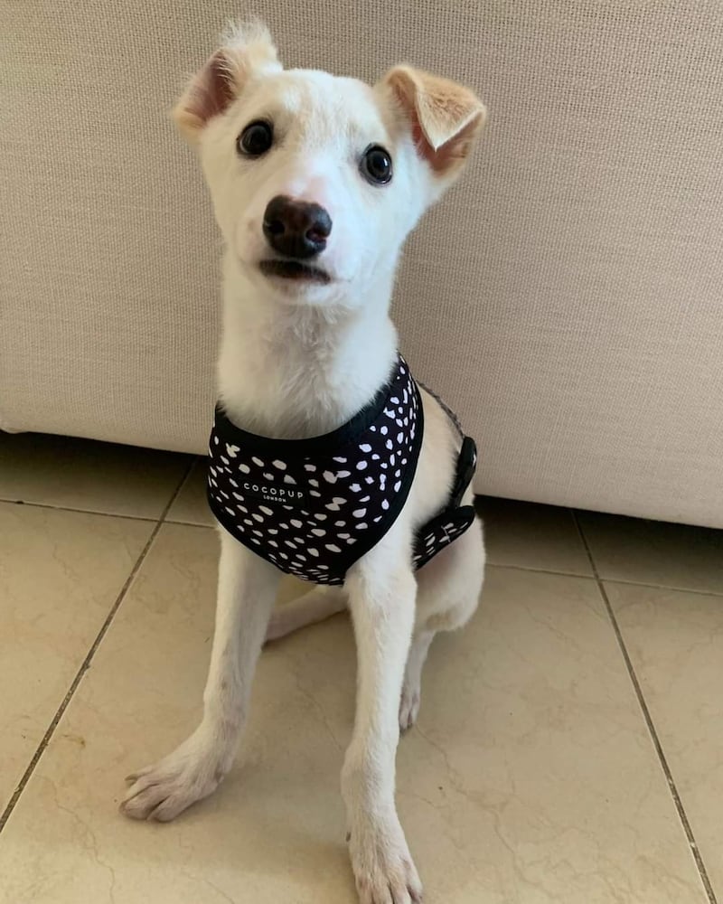 Bebe is a puppy aged 4 months, currently at the UAQ Stray Dogs Centre. The little mixed breed is potty trained, fully vaccinated and microchipped. Photo: UAQ Stray Dogs Centre