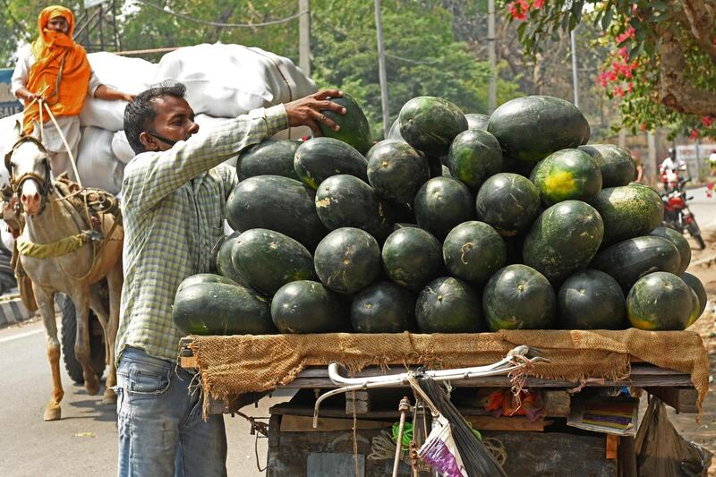 A vendor arranges watermelons on his cycle rickshaw while waiting for customers along the roadside in Amritsar on May 4. AFP