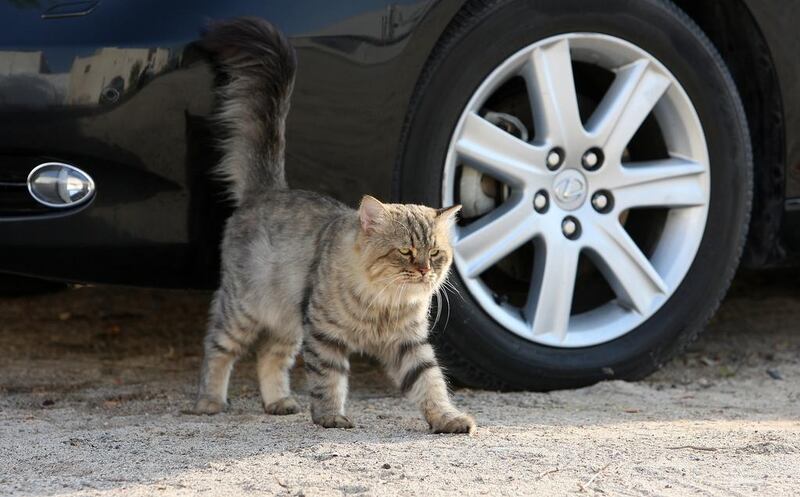 Stray cat near the beach at Umm Suqueim area of Dubai. Pawan Singh / The National