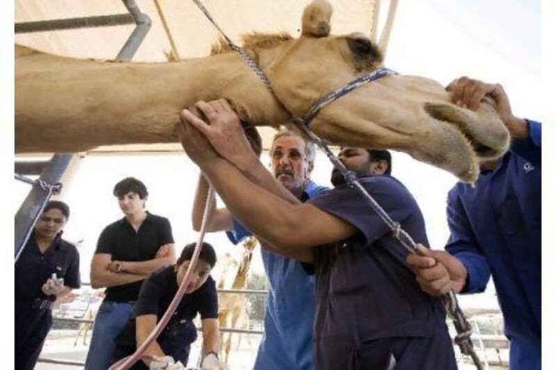 At Dubai's Central Veterinary Research Laboratory in March of last year, a catheter is injected into a camel's jugular vein so blood can be drawn from the animal during the antibody production process.