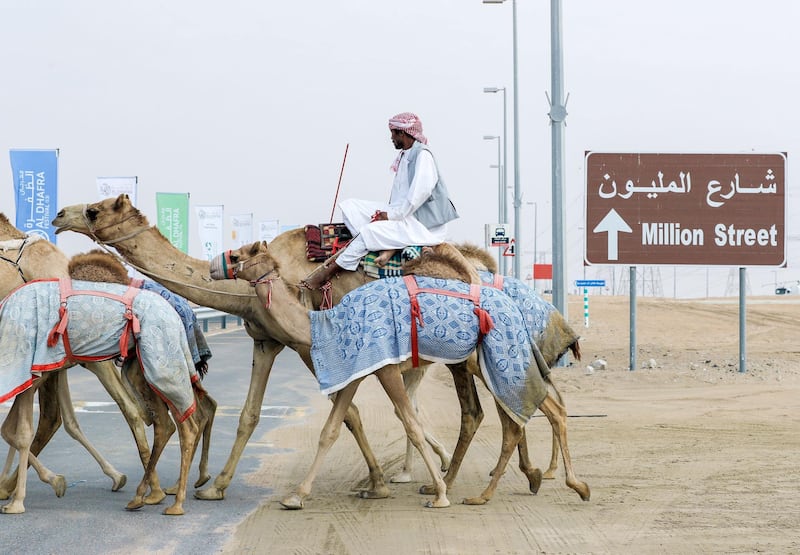 Abu Dhabi, United Arab Emirates, December 10, 2019.    Al Dhafra Festival 2019.Camel handlers cross the famous Million Street at Al Dhafra.Victor Besa/The NationalSection:  NAReporter:  Anna Zacharias