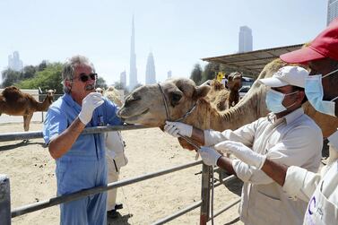 Ulrich Wernery, scientific director of the Central Veterinary Research Laboratory in Dubai, takes samples from a camel to assist with a study on the deadly respiratory disease Mers. Pawan Singh / The National