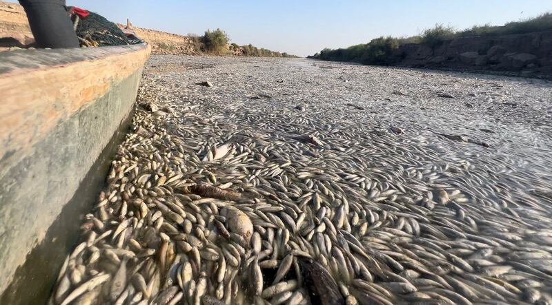The disaster was caused by an increase in salinity rates and pollution, stemming from the region's crippling shortage of freshwater supplies. Photo: Ahmed Salih Nima