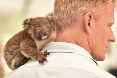 TOPSHOT - An orphaned baby Koala sits on the shoulder of a vet at a makeshift field hospital at the Kangaroo Island Wildlife Park on Kangaroo Island on January 14, 2020. Hundreds of koalas have been rescued and brought to the park for treatment after bushfires ravaged the island off the south coast of Australia. / AFP / PETER PARKS