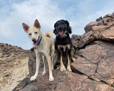 Frida with her friend Pepsi, a fellow UAE rescue dog, on a hike in Ras Al Khaimah. Farah Andrews / The National