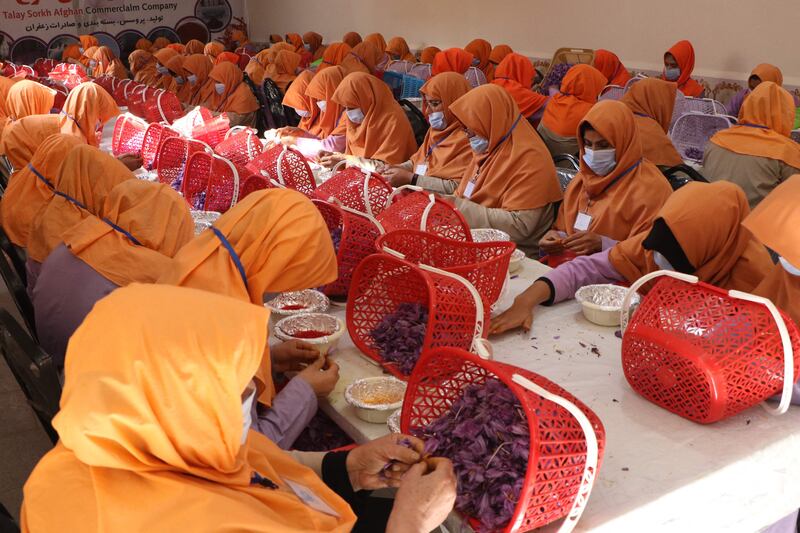 Female workers separate saffron threads from harvested flowers at a processing centre in Herat province.