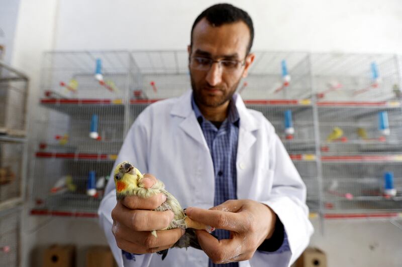 Mohammad Al Khaldi examines a lovebird in a pet shop in Rafah. Reuters