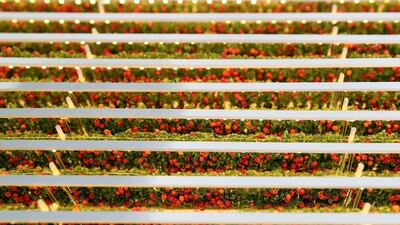 A model of the first commercial-scale indoor farm using only LED lights to grow fresh tomatoes, which will begin operation in Abu Dhabi later this year. Chris Whiteoak / The National