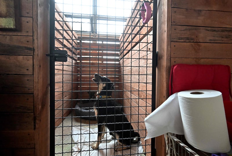 The plight of animals stranded and distressed in floods prompted numerous volunteers to go and rescue them and the Kyiv centre opened its doors to house them - particularly dogs, since it has large and suitable enclosures