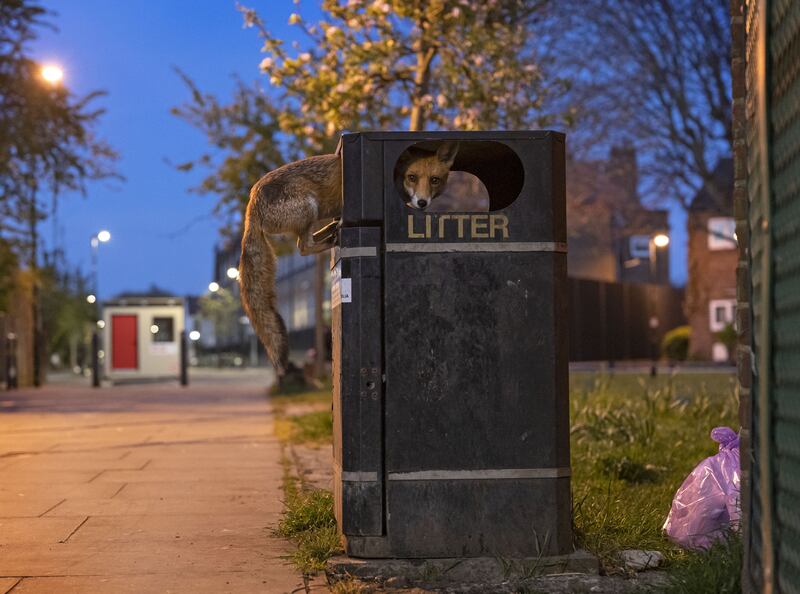 Opportunity Fox by Matt Maran shows a young red fox inside a rubbish bin in London