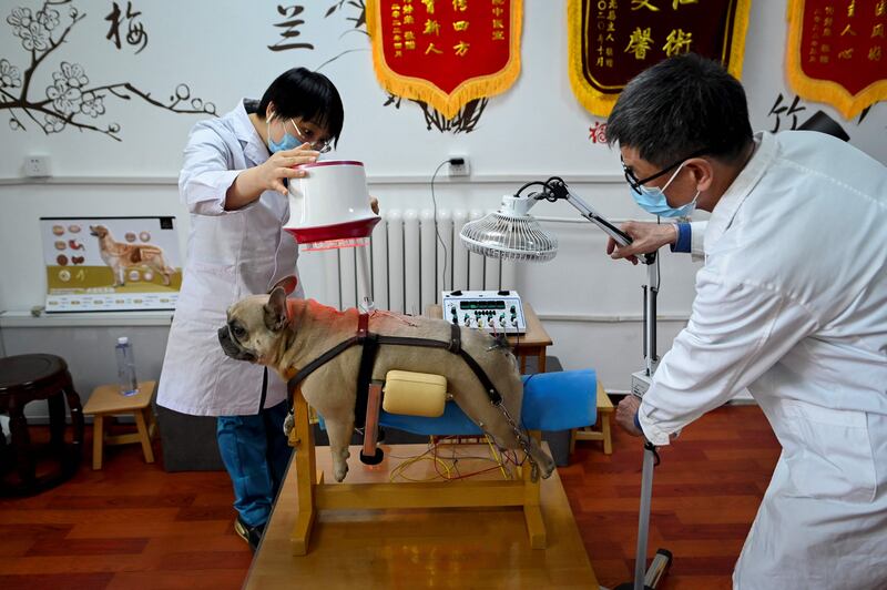 A dog receiving acupuncture and physiotherapy at an animal clinic in Beijing. A growing number of animals are being signed up for traditional medicine in China — care their masters say is less invasive and comes with fewer side effects than conventional treatment. AFP