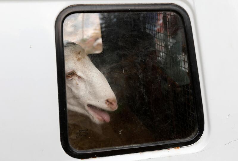 A sheep looks through a window of a vehicle in Tunis. Reuters