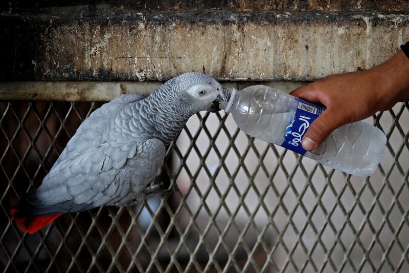 A grey parrot drinks water amidst soaring temperatures at a zoo in Baghdad. AFP