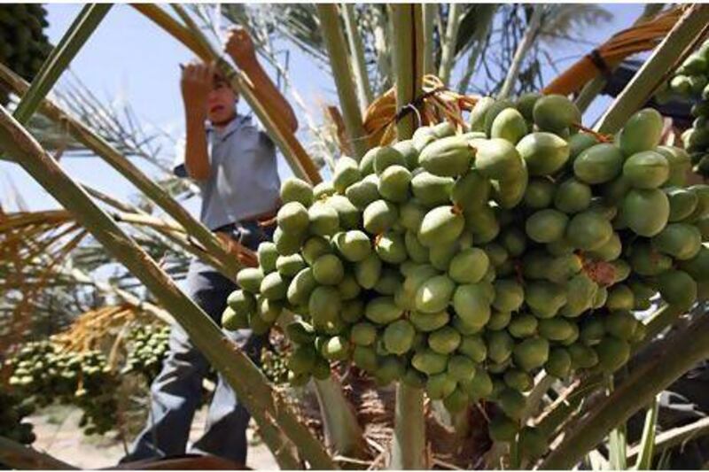 A Palestinian works in a date palm orchard in the Jordan valley near the West Bank city of Jericho. More and more Palestinians are turning to date palms in the search for ways to make a living from West Bank land farmed by their families for generations.
