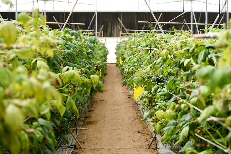 Over the years, Abu Dhabi has been promoting sustainable food production in greenhouses. This is a greenhouse at Al Foah farm, Al Ain, that grows raspberries. Khushnum Bhandari / The National