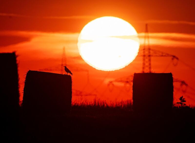 A bird sits on a straw bale on a field in Frankfurt, Germany, as the sun rises. A heatwave struck large parts of Europe. AP