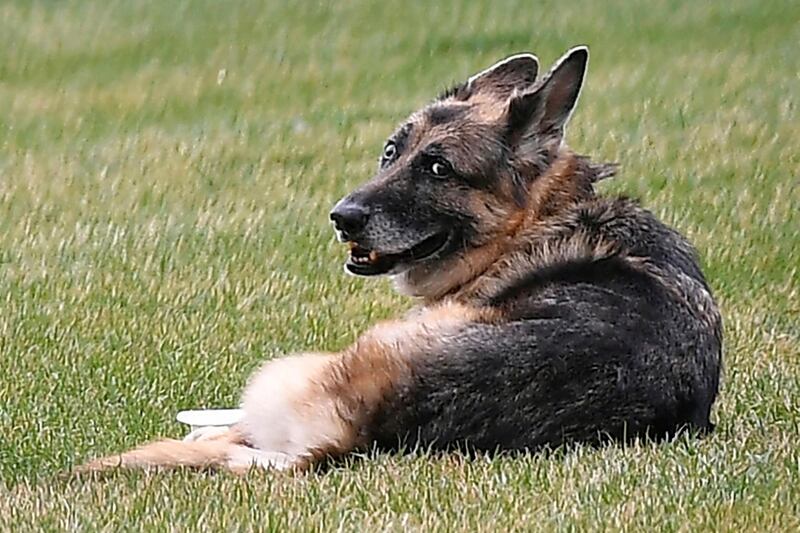 President Joe Biden and first lady Jill Biden's dog Champ is seen on the South Lawn of the White House in Washington, March 31, 2021. AP Photo