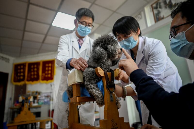 A dog is about to be given acupuncture at a clinic in Beijing.  All photos: AFP
