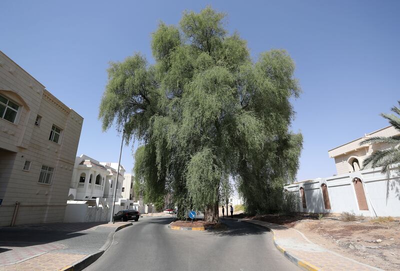 Ghaf trees can live for up to 120 years on average.