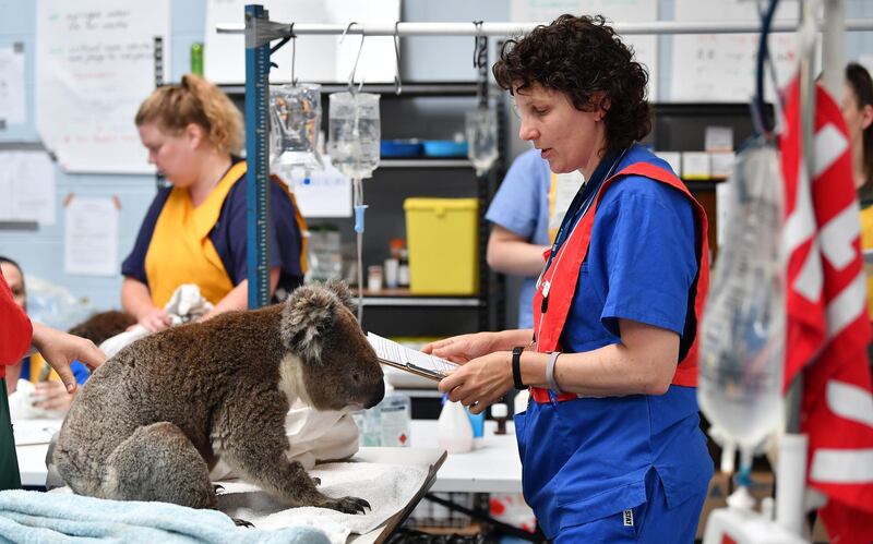 A Vet checks an injured male koala at Adelaide Koala Rescue which has been set up in the gymnasium at Paradise Primary School in Adelaide in Adelaide, Australia. Getty Images