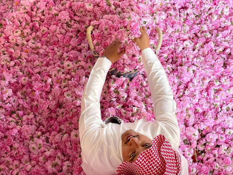 A worker surrounded by freshly picked roses at the Bin Salman farm in the western Saudi city of Taif. AFP