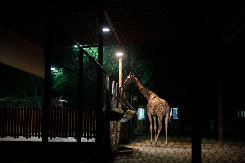A lonely giraffe goes for a midnight snack at the night zoo in Al Ain.  Sarah Dea / The National