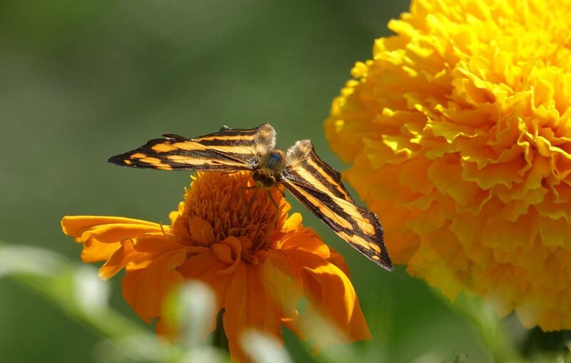 A butterfly sucks nectar from a flower at Jalot village in India. EPA