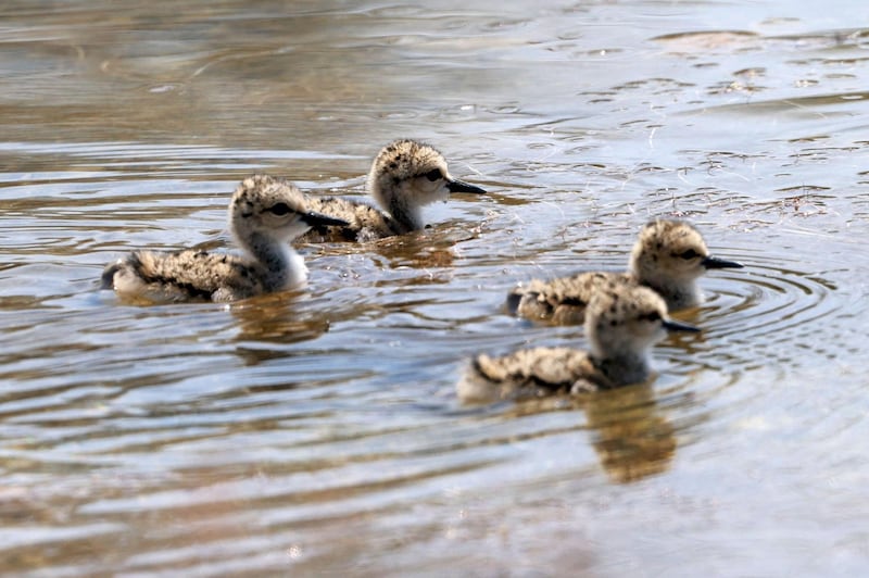Black-winged Stilt chicks swim in Al Qudra lake in Dubai. AFP