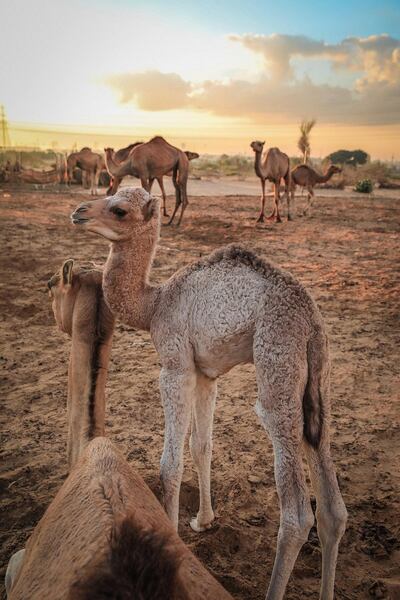 World Animal Day takes place on October 4, when Dubai residents are encouraged to visit wildlife sanctuaries or natural habitats. Courtesy Dubai Tourism