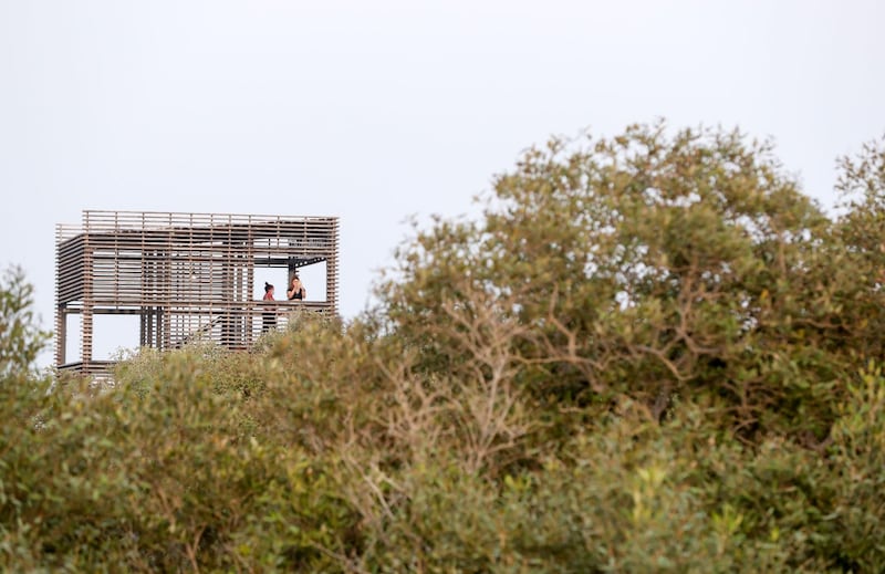 Jubail Mangrove Park-AD Mangroves play an important part in the environment of United Arab Emirates on Jubail Island, June 20, 2021. Khushnum Bhandari/ The National
Reporter: N/A News