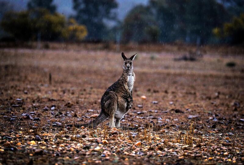 A kangaroo with a joey in her pouch stands in a drought-affected paddock as rain falls on the outskirts of Dubbo, Australia. Getty Images
