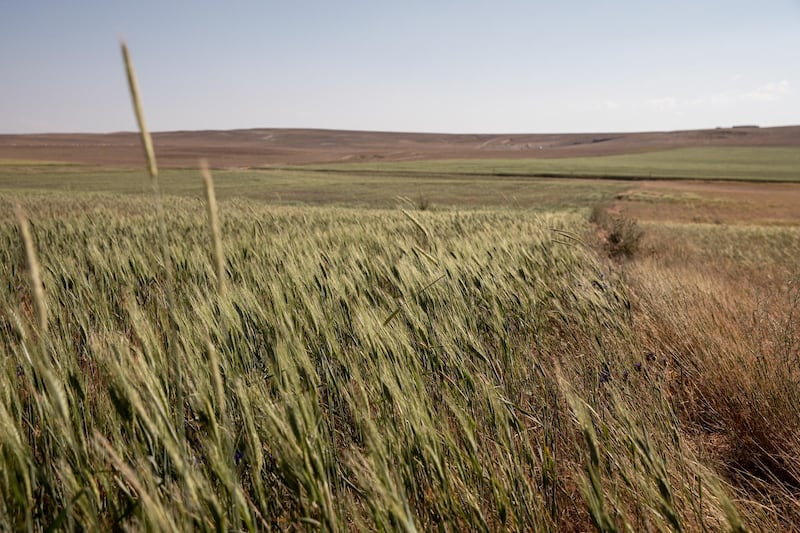 A field of wheat near Karapinar. Konya province produces more than 2.5 million tonnes of grain a year, but officials predict this will drop by 5.5 per cent in 2021, due to drought.