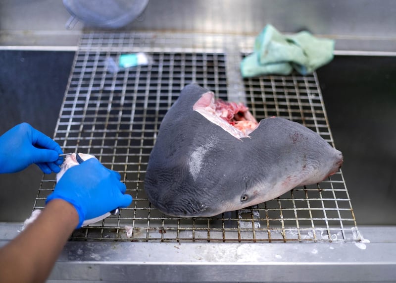 DUBAI, UNITED ARAB EMIRATES. 15 DECEMBER 2020. 
A shark head at the taxidermy demartment in the Central Veterinary Research Laboratory in Nad Al Sheba.
(Photo: Reem Mohammed/The National)

Reporter:
Section: