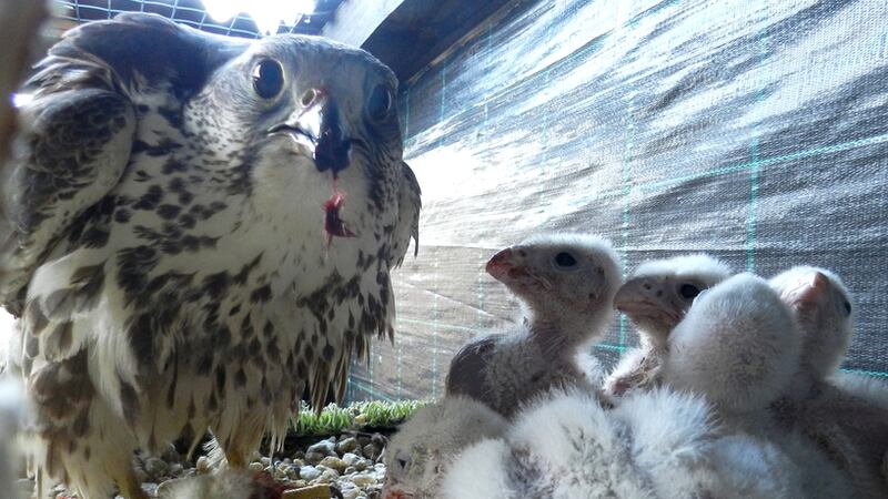 Saker chicks in Bulgaria are part of a recovery aided by the Mohamed bin Zayed Species Conservation Fund. Courtesy Green Balkans
