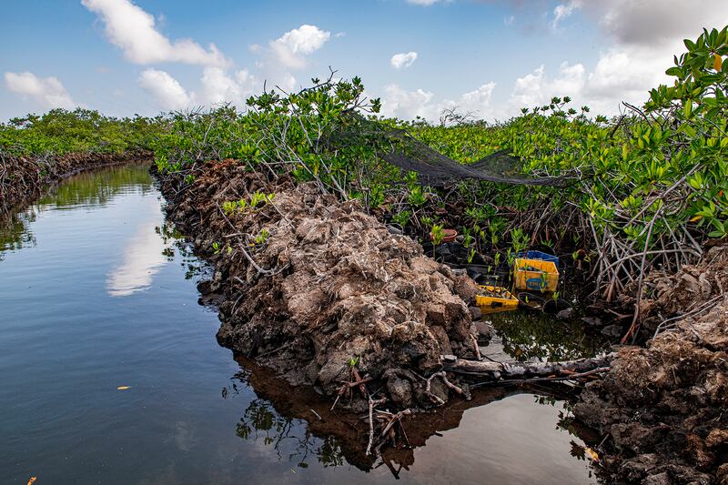 Winner, Mangroves & Stories, Lorenzo Mittiga, Netherlands Antilles. Photo: Lorenzo Mittiga / Mangrove Photography Awards