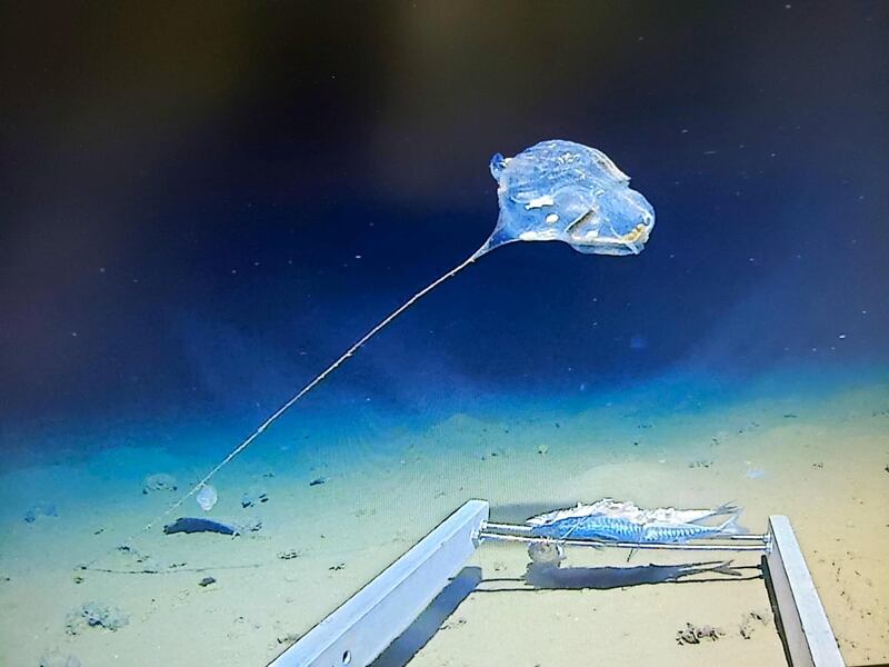 The team discovered a new species of jellyfish in the Indian Ocean.  Courtesy: The Five Deeps Expedition