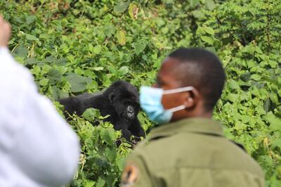 A guide wearing a protective mask in Virunga National Park