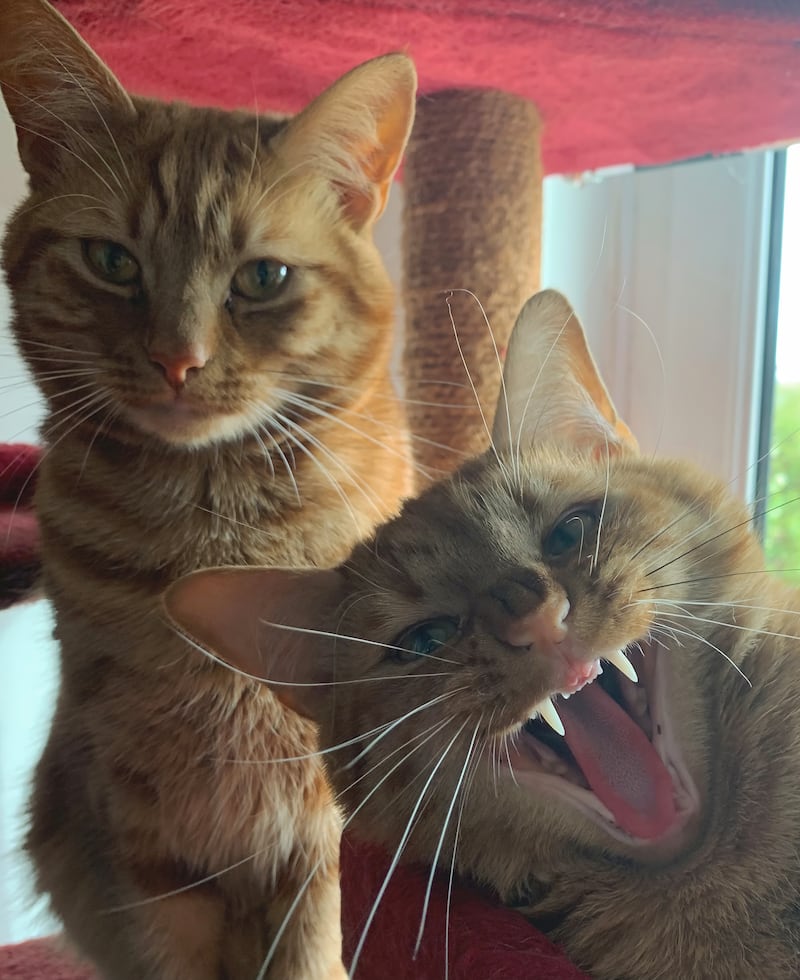 Cat Category Winner - 'Photobomb' by Kathryn Trott. 'Jeff stealing the limelight from his brother Jaffa'.