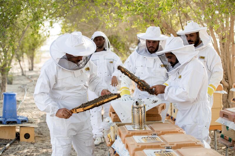 Abu Dhabi, United Arab Emirates - September 25th, 2017: Workers at the apiary check on the bees in the hives. Al Najeh Honey Sale. Monday, September 25th, 2017 at near Al Samha, Abu Dhabi. 