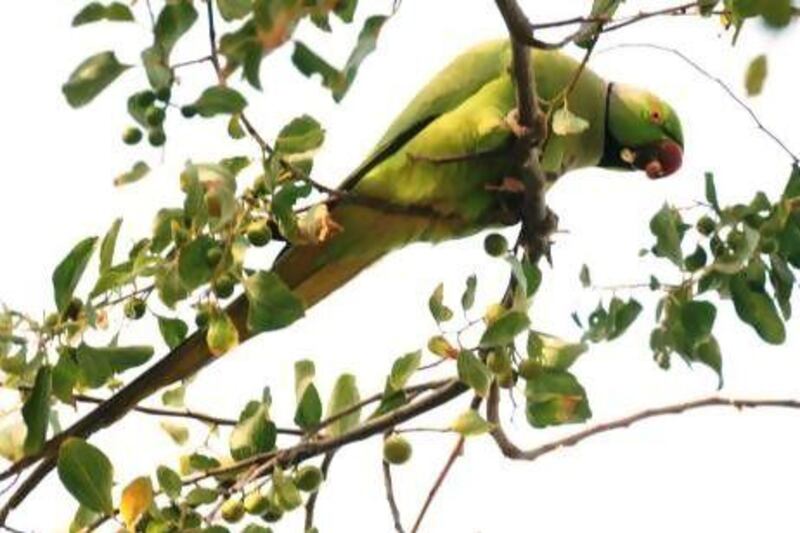 The Rose-ringed Parakeet has gone from pet to pest after being released into the wild by fed-up owners.