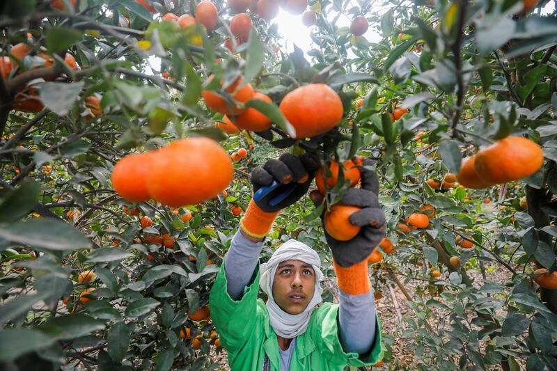 A worker collects oranges harvested at a farm in El Nobaria, north-east of Cairo, Egypt. Reuters