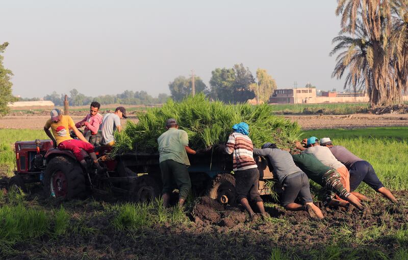 Farmers push a trailer stuck in mud while planting rice in Tanta.   