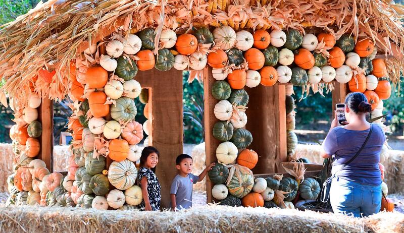 Halloween pumpkins are displayed for photo opportunities at the 'Halloween at Descanso' event, which runs until the end of the month at Descanso Gardens in La Canada Flintridge, California, while observing social-distancing guidelines and enforcing face masks due to the ongoing coronavirus pandemic. Trick-or-Treating for Halloween in California this year has been "strongly discouraged" across the state due to the threat of coronavirus.  AFP