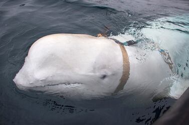 Fishermen in Norway found a beluga whale wearing a harness with a camera mount attached.