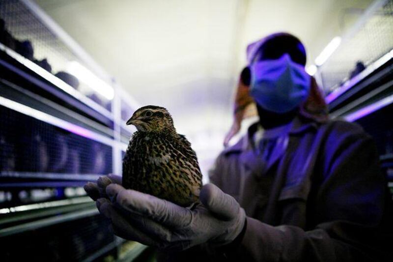 An employee of Al Semman Farm located near Al Ain handles an adult quail. The farm uses blue light in the quail pens to keep the birds feeling calm.